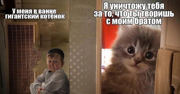 гигантский котёнок