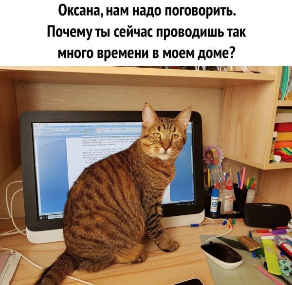 коты нам надо поговорить