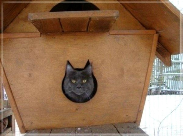 будка для кота