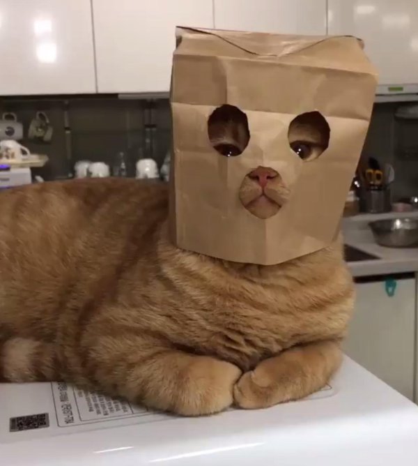 кошка смешная