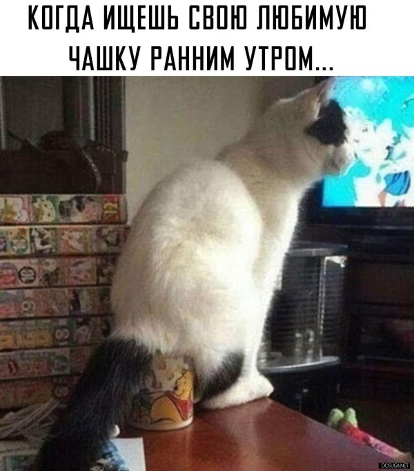 коте приколы
