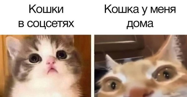 милые котики смешные