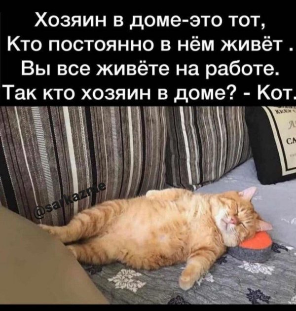 жирный рыжий кот