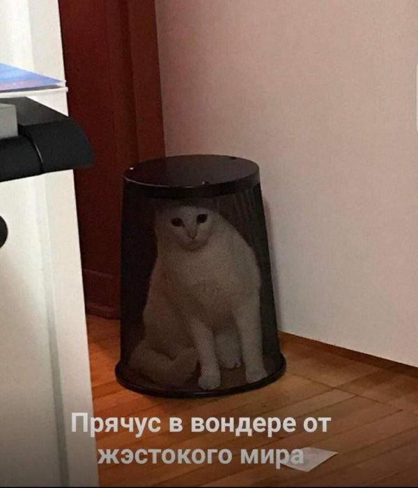 кошачий мем