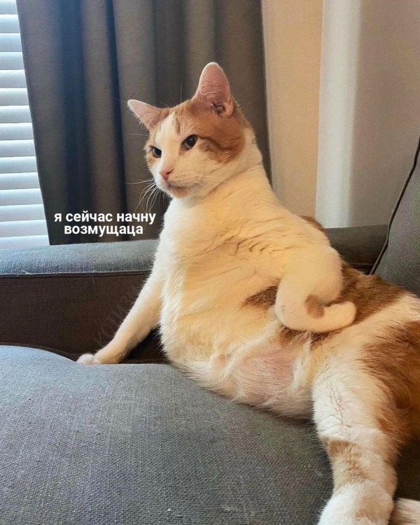 сложившаяся кошка