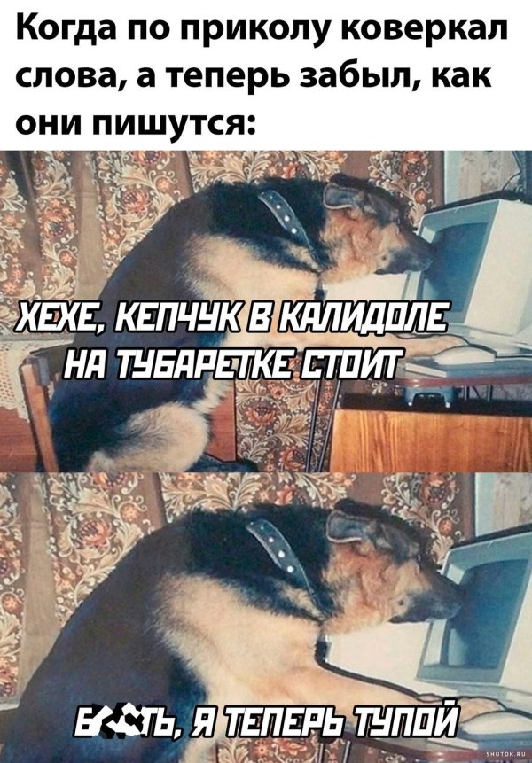 собака сутулая
