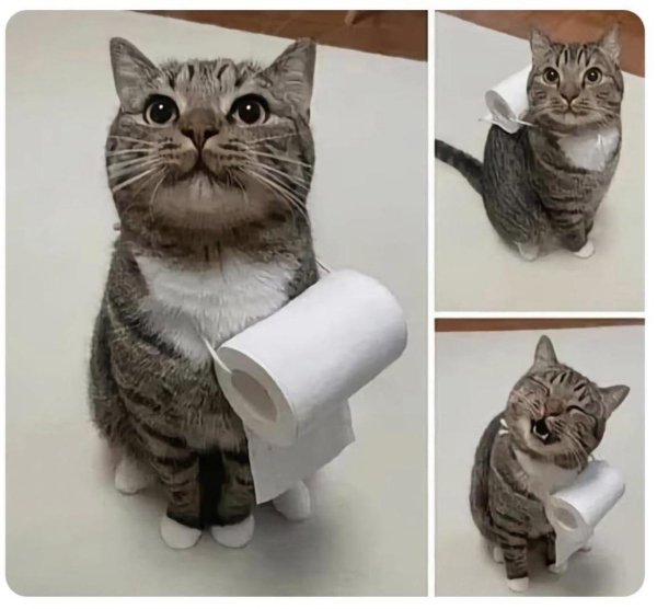 котэ с туалетной бумагой