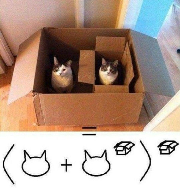 кошка в коробке