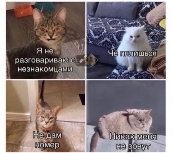 мем кошка
