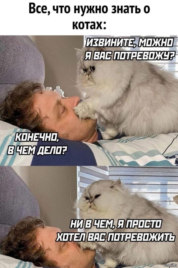 последние мемы