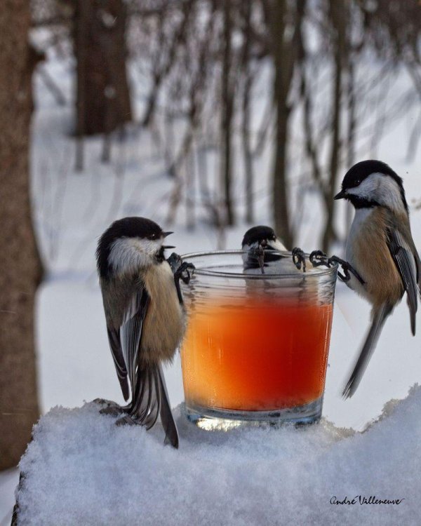 желтогрудый снегирь