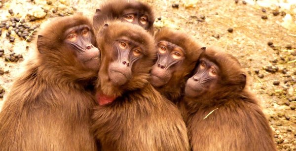 стая обезьян
