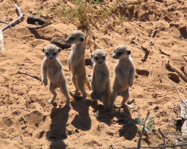 африканский сурикат