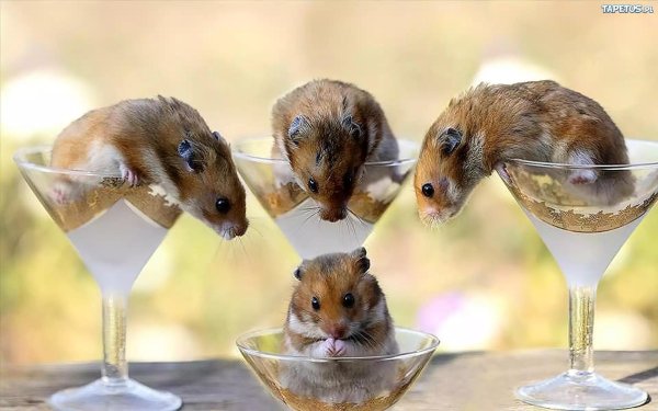 мышь смешная