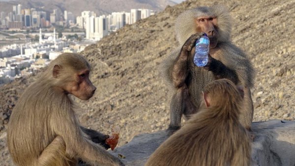 пьяная мартышка