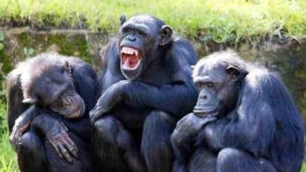 обезьяны бонобо