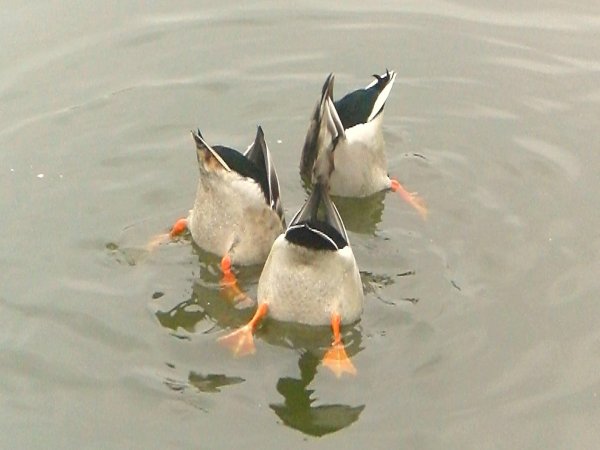 утка нырять