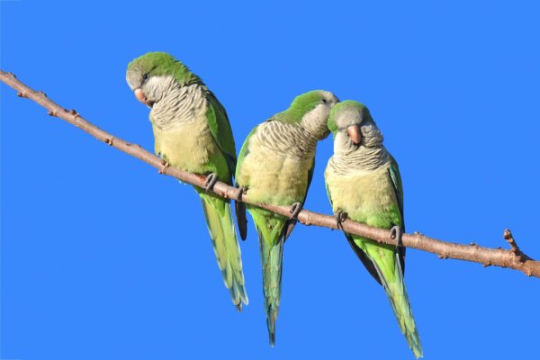 попугаи зеленые