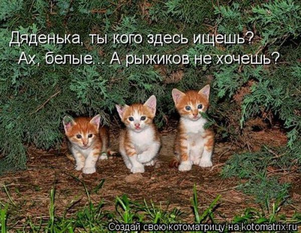 милашки котята