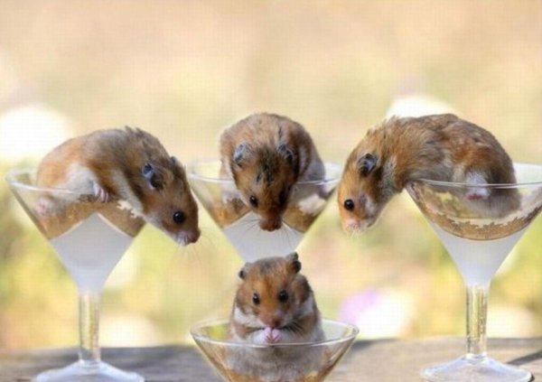 смешной хомячок