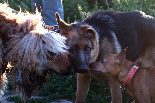 немецкая овчарка