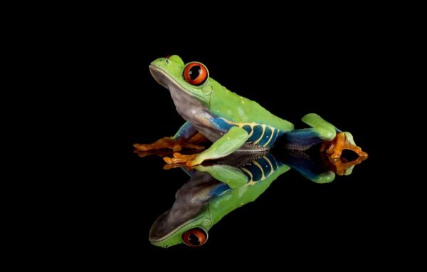 красноглазая квакша