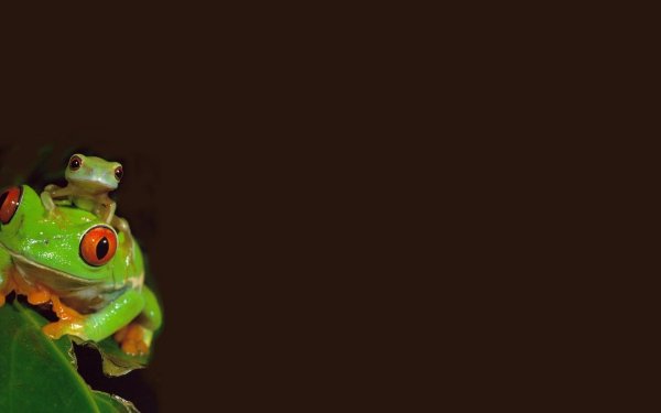 красноглазая квакша