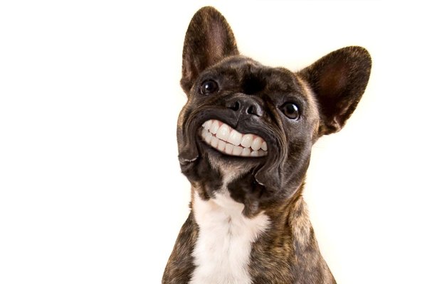 французский бульдог улыбка