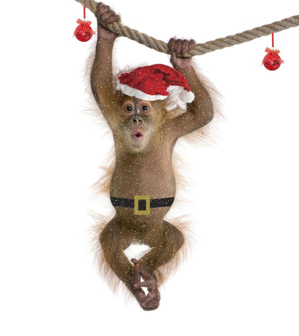 новогодние обезьяны