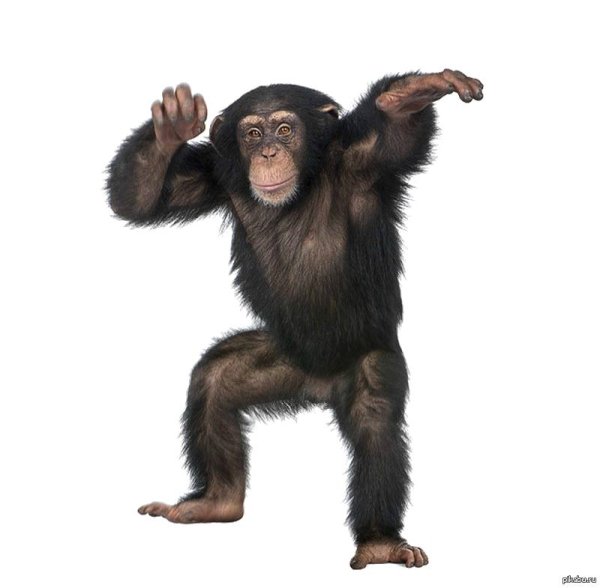 бонобо обезьяна