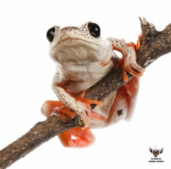 жаба на белом фоне