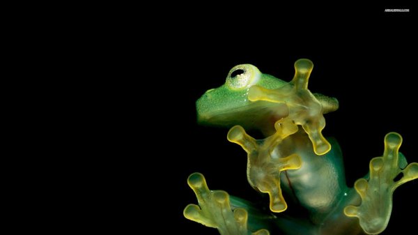 эмбрион лягушки