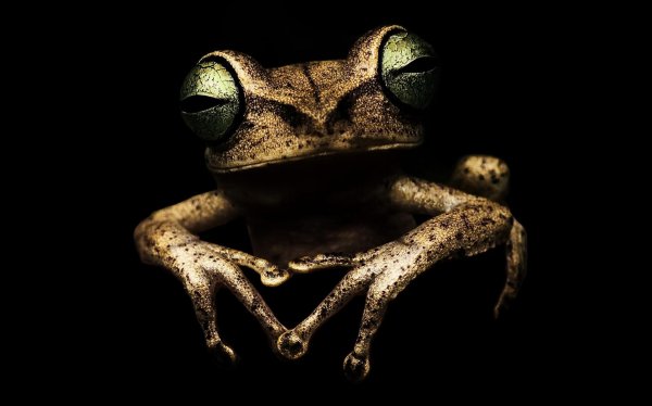 глаза лягушек