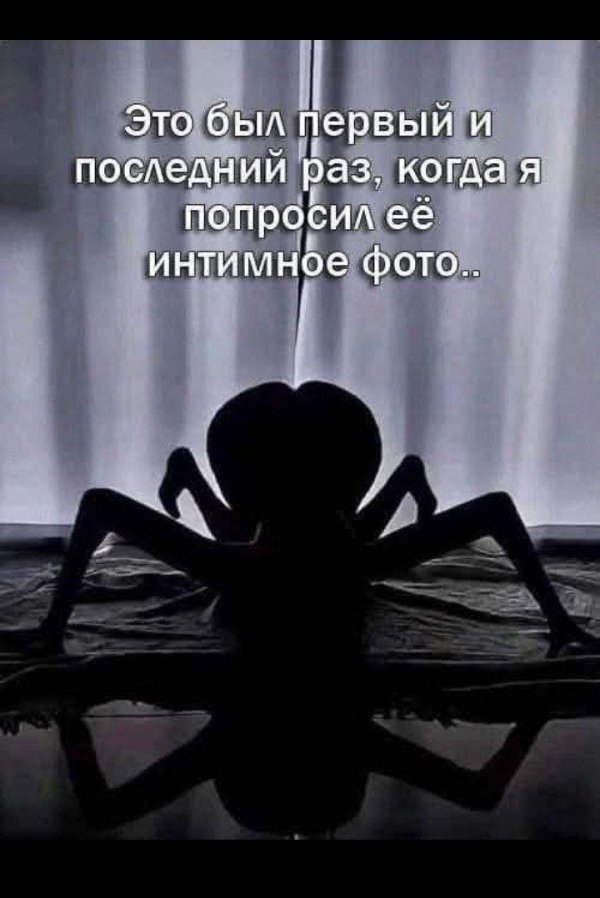 пауки черные