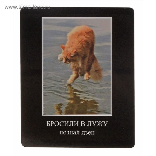 познал дзен