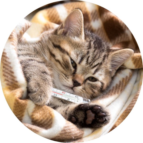 кошка болеет