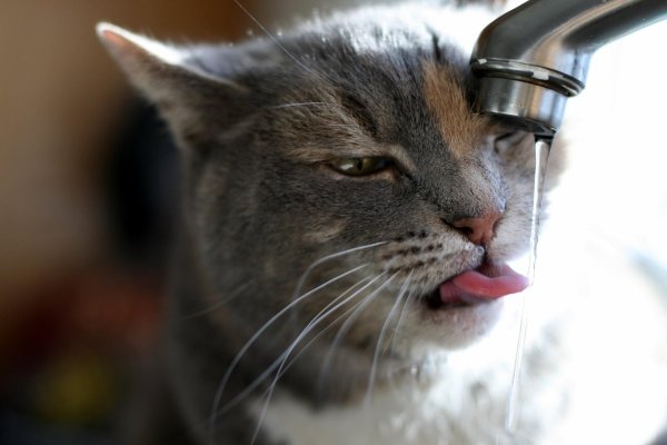 кошка пьет воду