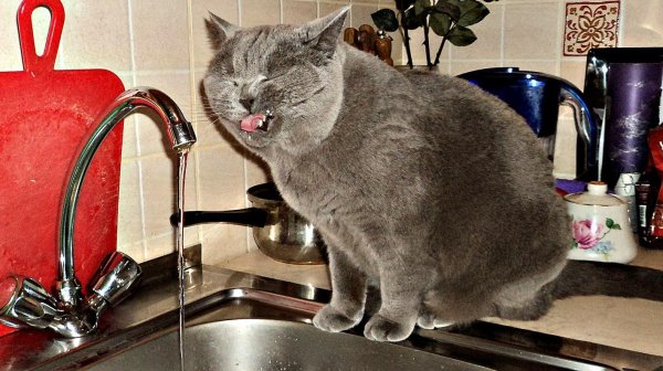 кошка пьет воду