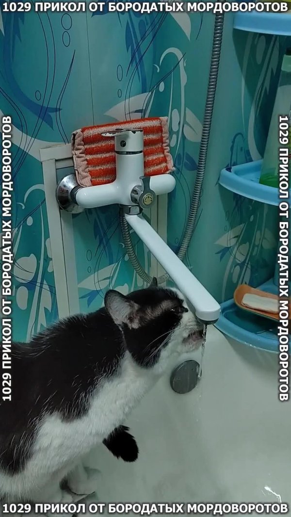 кошка смешная