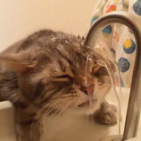 кот пьет воду