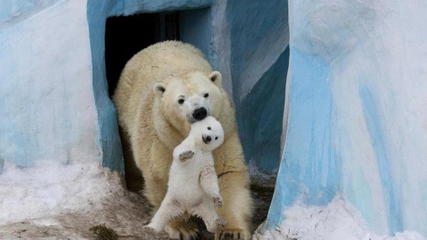 медведица герда новосибирский зоопарк
