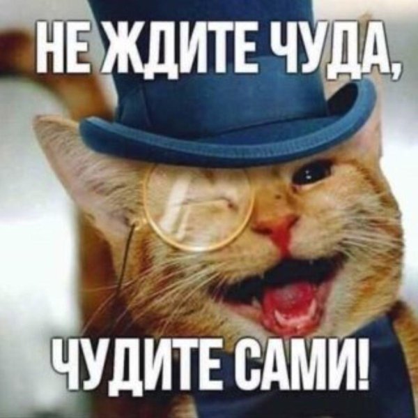 котик в шляпе