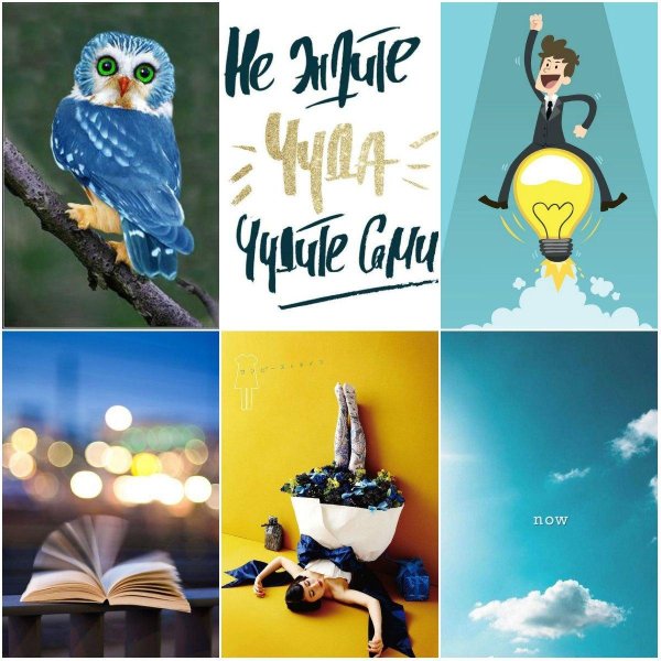 разноцветная птица