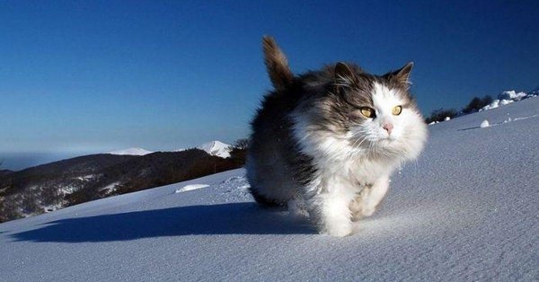 норвежская лесная кошка