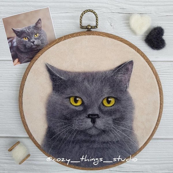 британская короткошёрстная кошка