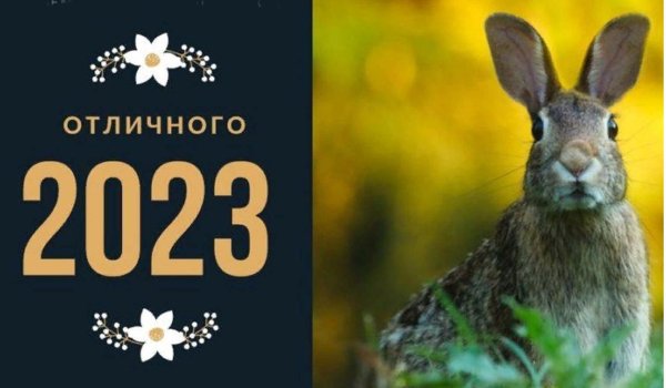 зайцы русаки