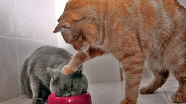 кошка смешная