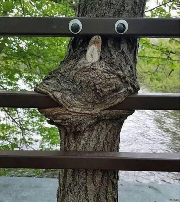 необычное дерево