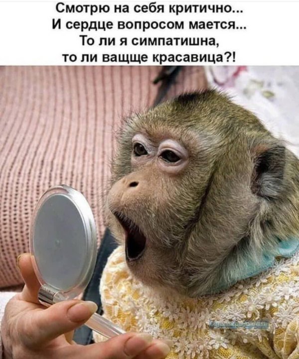 прикольные обезьянки