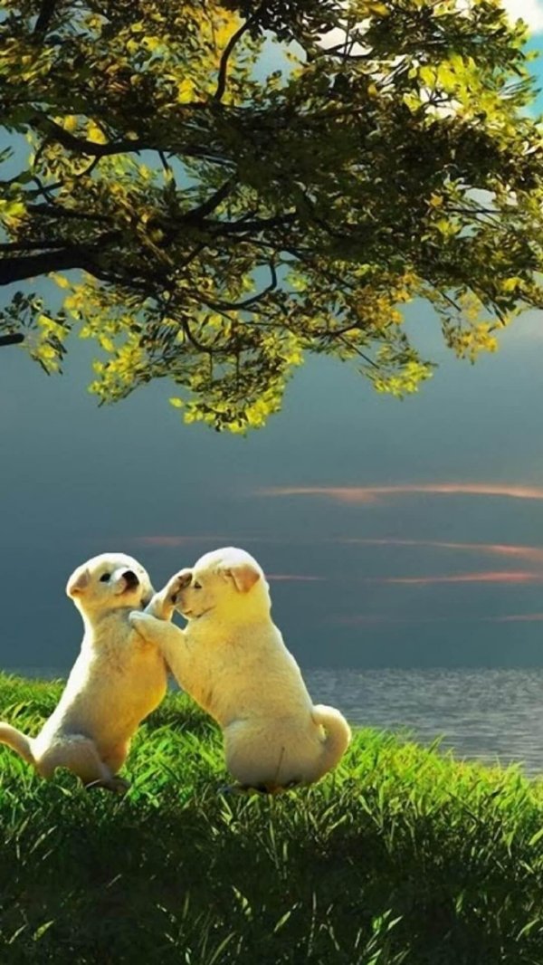 лето животные